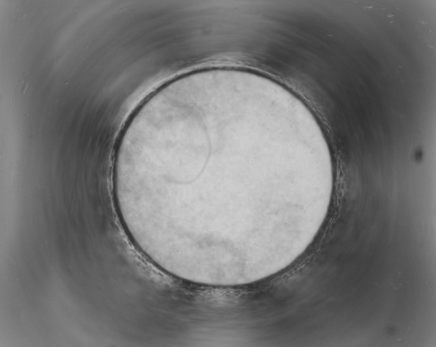 X0000116130950200912141106