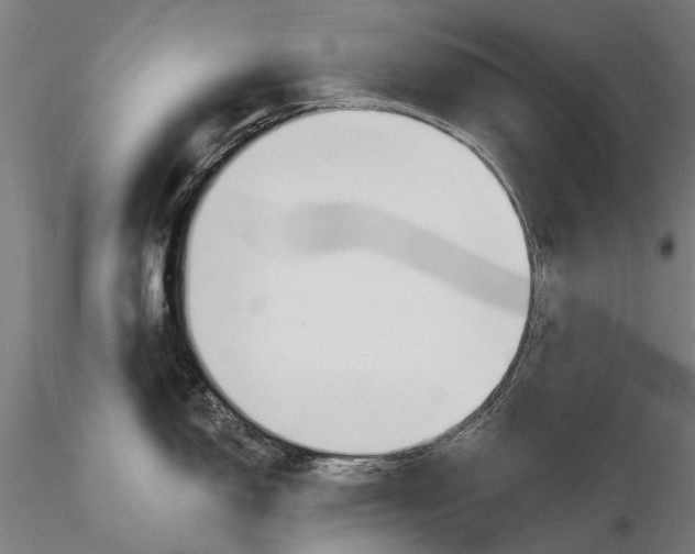 X0000116131150200912141103