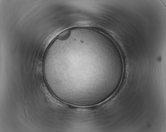 X0000116131465200912141057