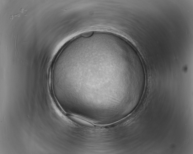 X0000116131515200912141056