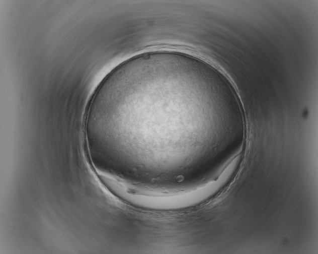 X0000116131533200912141057