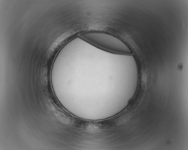 X0000116130684200912211715