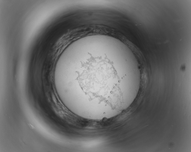 X0000116130765200912211715