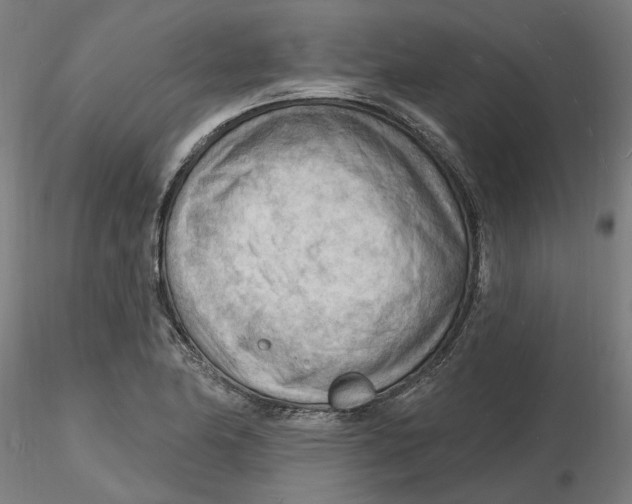 X0000116131174200912211709