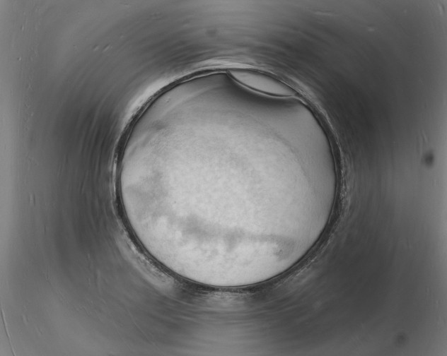 X0000116131179200912211709