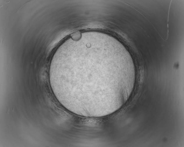 X0000116131266200912211708