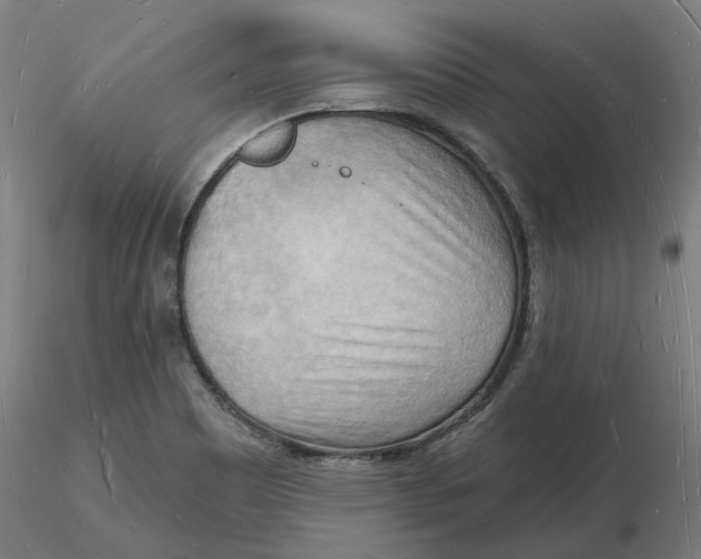 X0000116131465200912211705