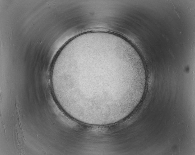 X0000116131466200912211705