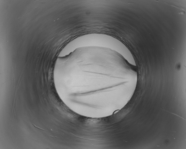 X0000116130139201001041019