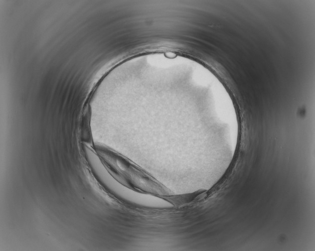 X0000116130850201001041010