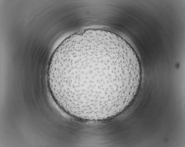 X0000116130906201001041009