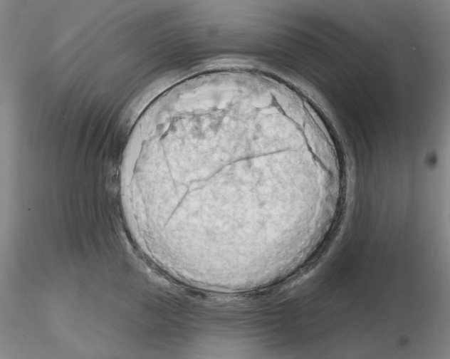 X0000116130953201001041009
