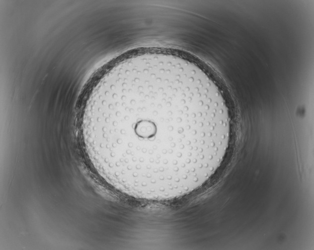 X0000116130974201001041008