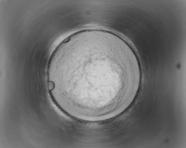 X0000116131239201001041005