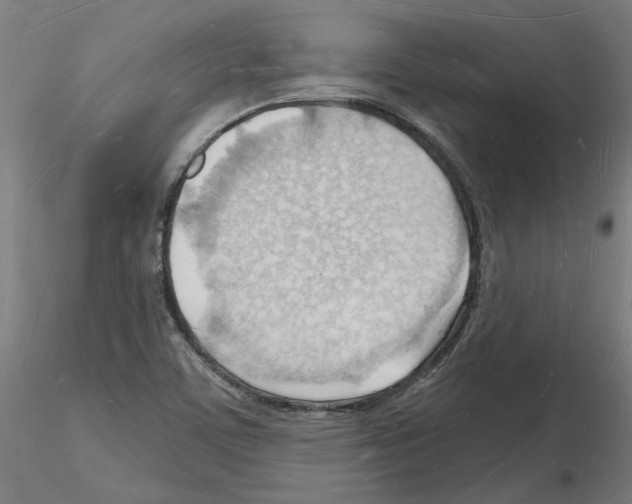 X0000116131459201001041001