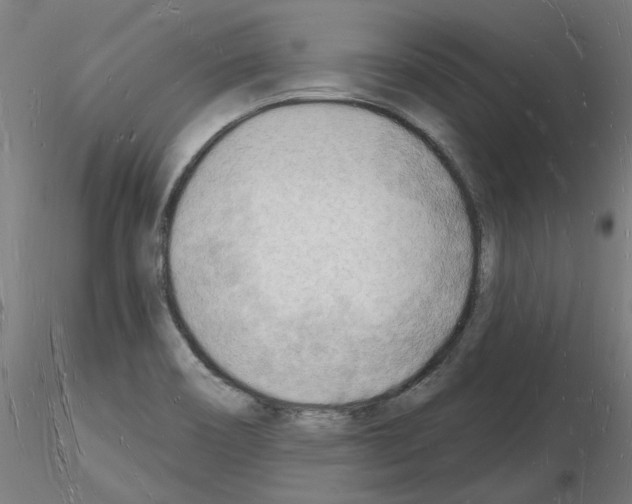 X0000116131466201001041001