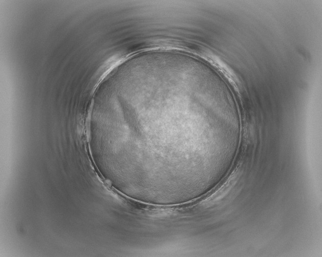 X0000116141385200912071234