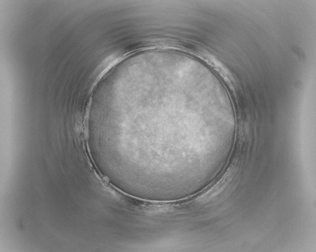 X0000116141385200912211440