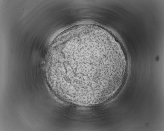 X0000116140953201001041029