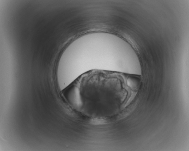 X0000116150354200911230956