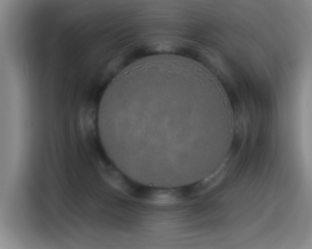 X0000116150175200911231338