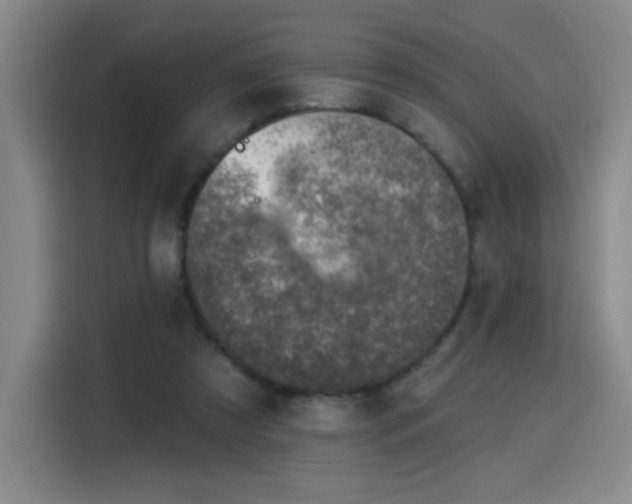 X0000116150305200911231337