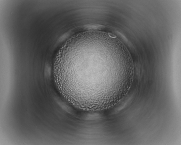 X0000116150357200911231336