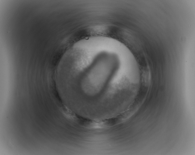 X0000116150701200911231331