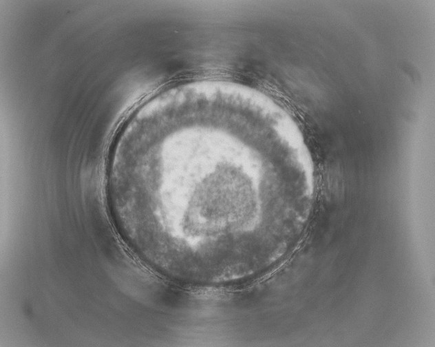 X0000116150293200912071310