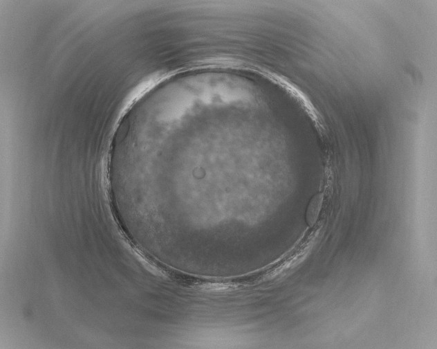 X0000116151373200912071254