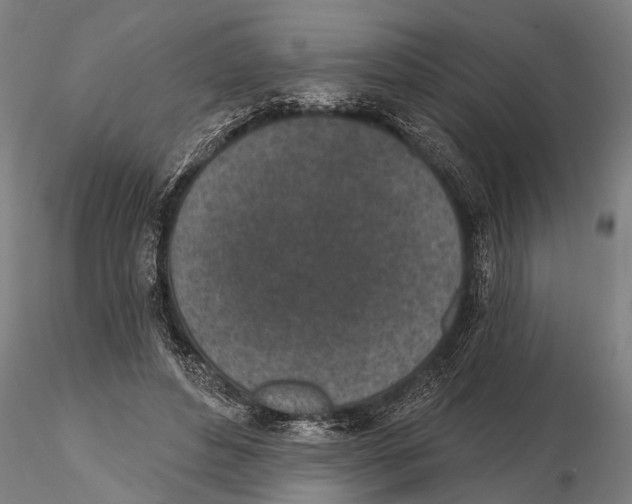 X0000116150496200912141200