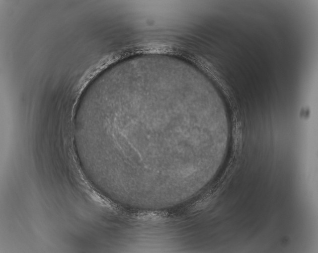 X0000116150721200912141156