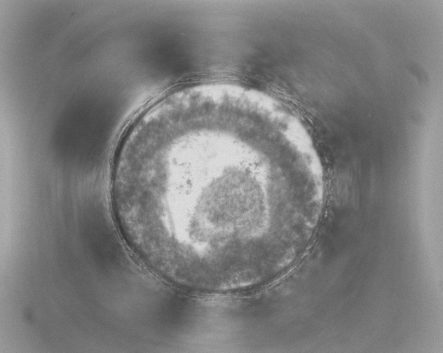 X0000116150293200912211514