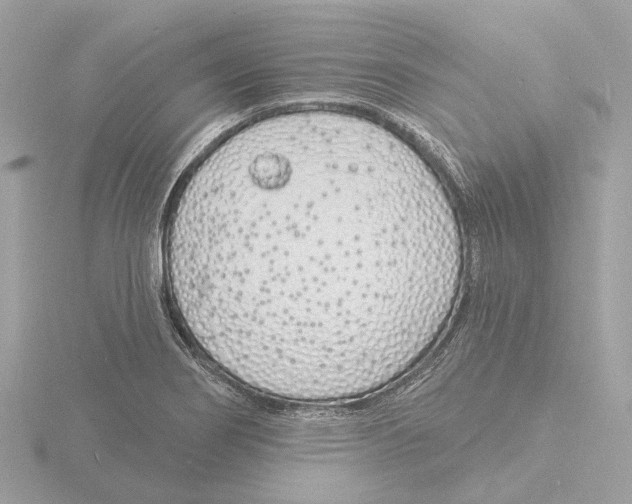 X0000116151274200912211502