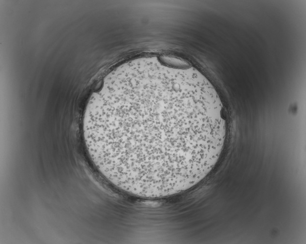 X0000116150265201001041059