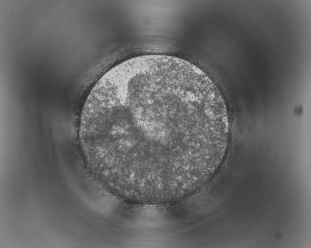 X0000116150305201001041059