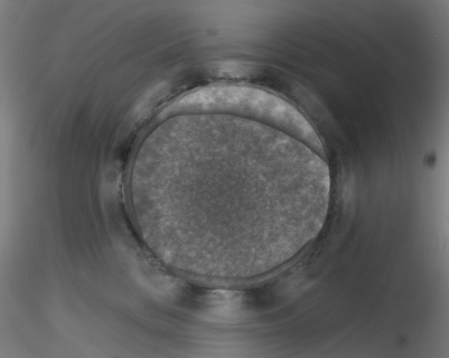 X0000116150328201001041058