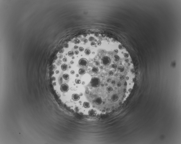 X0000116150466201001041057