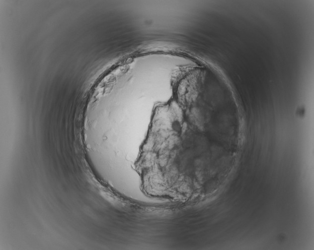 X0000116150529201001041055