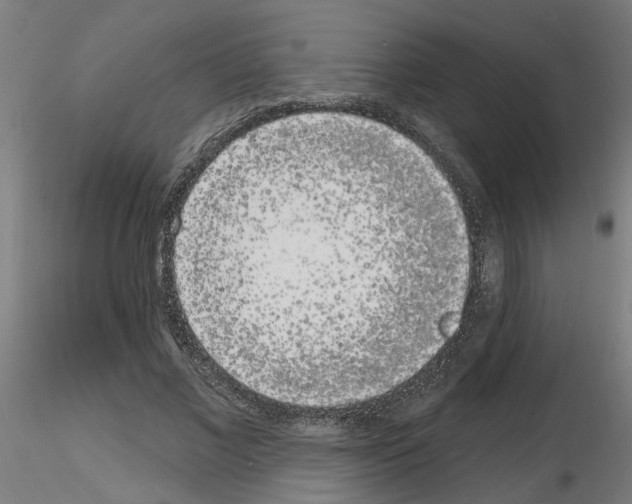 X0000116150685201001041054