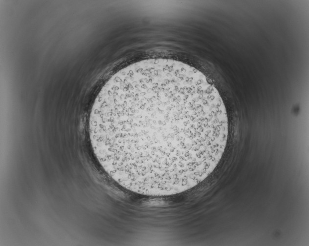 X0000116150759201001041053