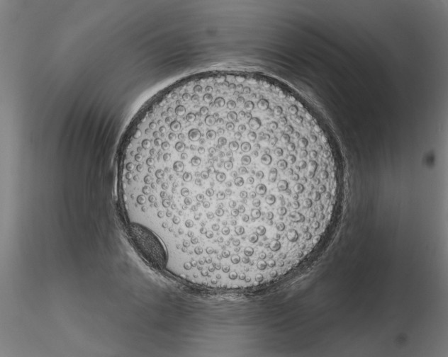 X0000116150838201001041051