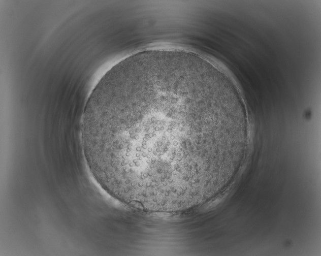 X0000116150855201001041052