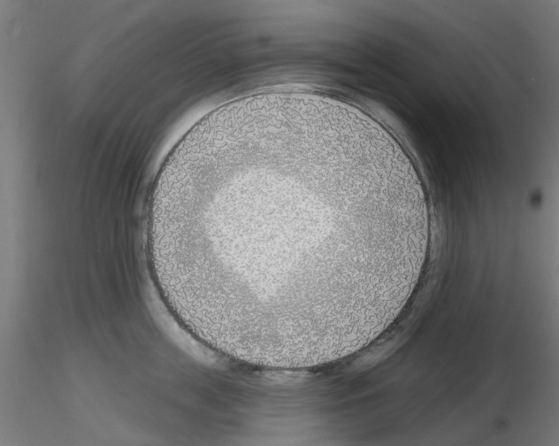 X0000116150859201001041052