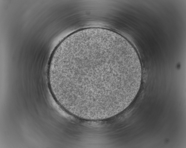 X0000116150995201001041049