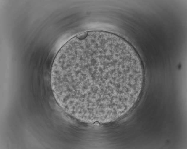 X0000116151529201001041043