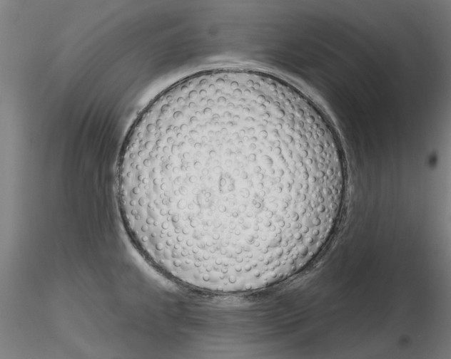 X0000116161239201001041107