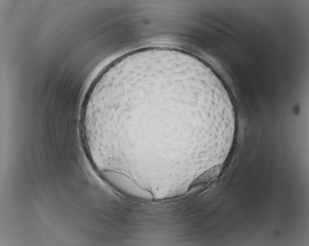 X0000116161331201001041106