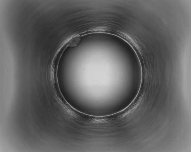 X0000116260835200912071020
