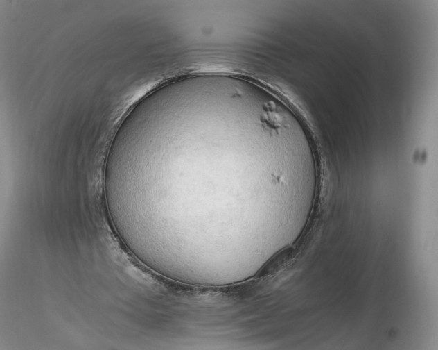 X0000116260385200912211741